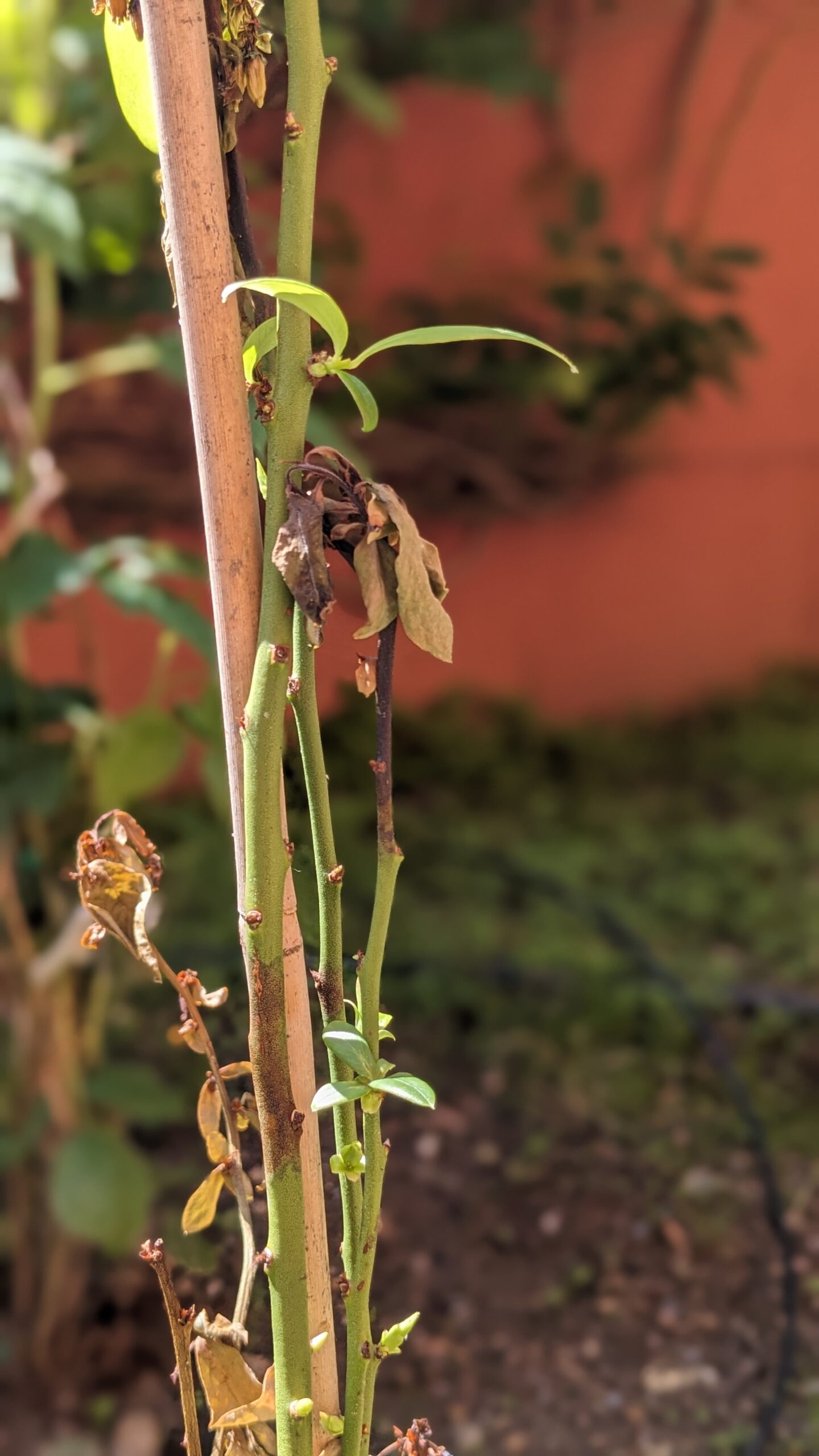 Piantina di mirtilli | Sta bene o qualcosa non va?